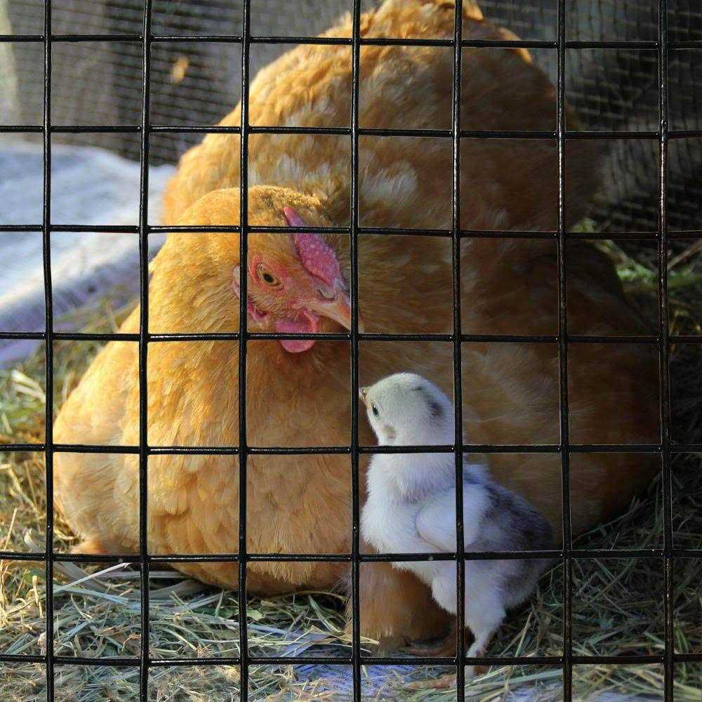 Mtb Galvanized Welded Wire Mesh Garden Economy Fence 50 Foot-1 Inch x 1 Inch 16ga - Image 4