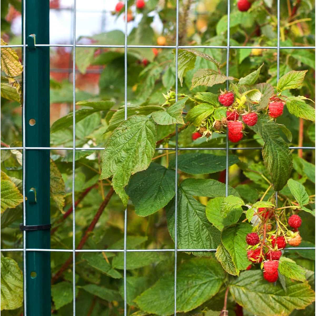 LADECH 3-4-5-6-7 Feet Sturdy Duty Metal Fence Post - Image 3